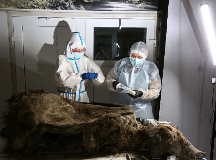 Nεκροψία σε αρκούδα 3.500 χρόνων από επιστήμονες στη Ρωσία